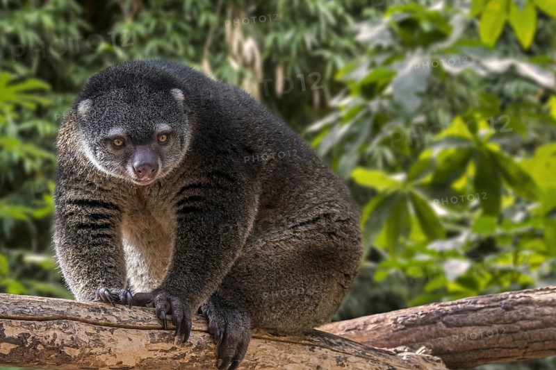Sulawesi bear cuscus