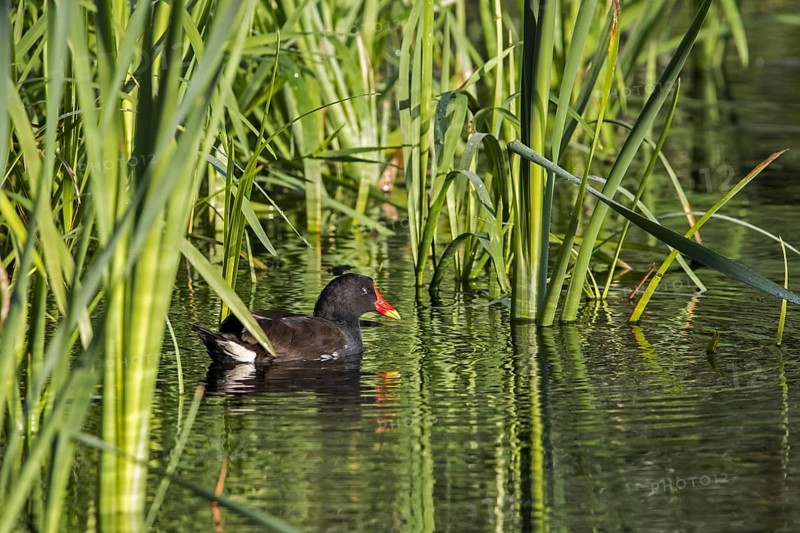 Eurasian common moorhen