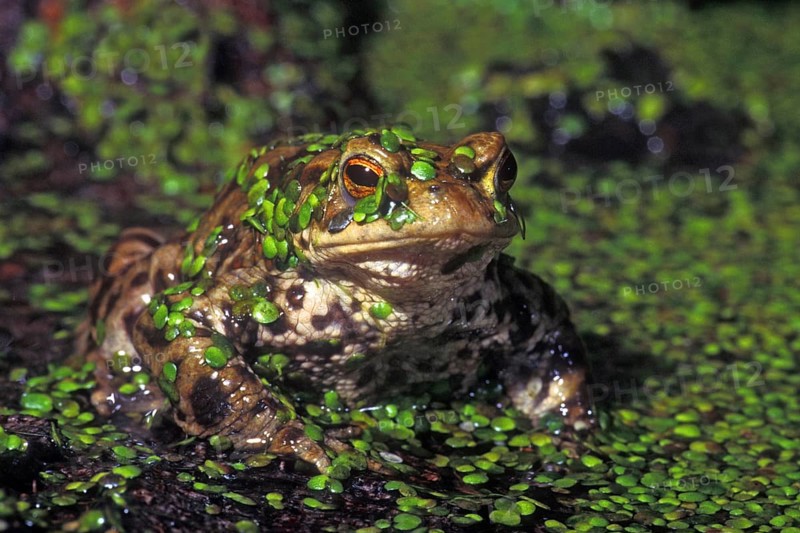 Common toad