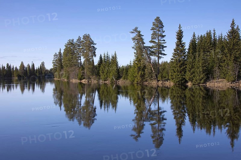 Pine trees along the Vaesterdal River