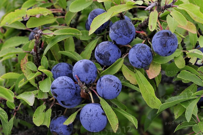 Blackthorn
