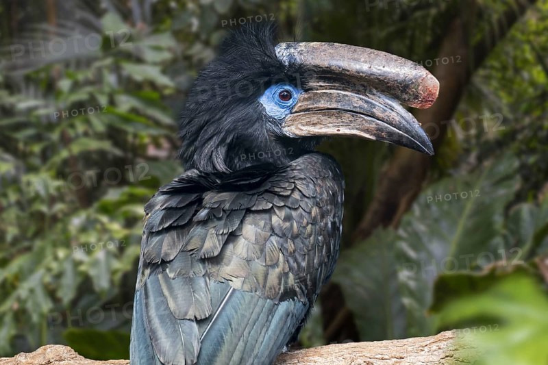 Black-casqued hornbill