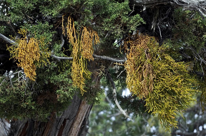 Juniper mistletoe