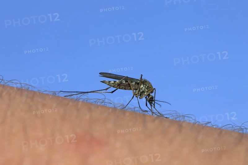 Common gnat