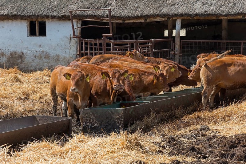 Cows at a farmstead