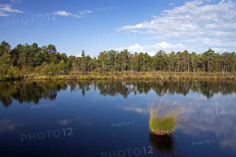 Tussock of purple moor grass