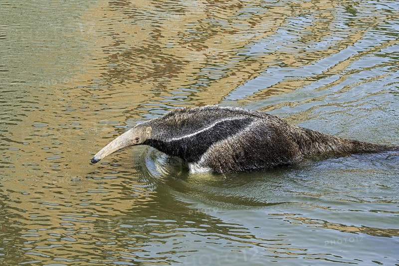 Giant anteater