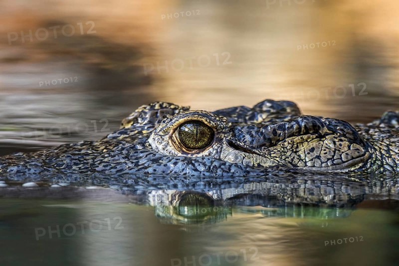 Nile crocodile