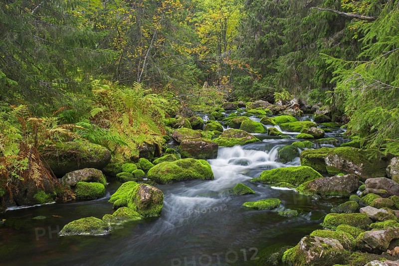 River Njupan in autumn forest in the Fulufjaellet National Park