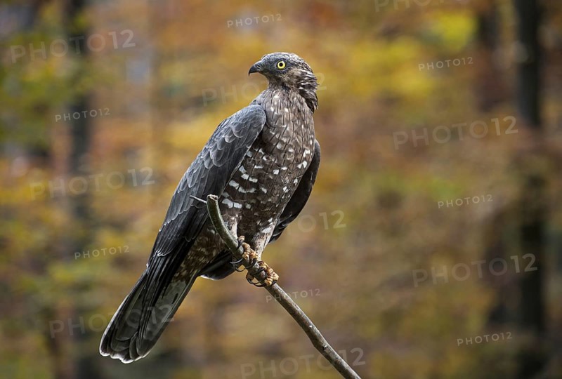 European Honey Buzzard