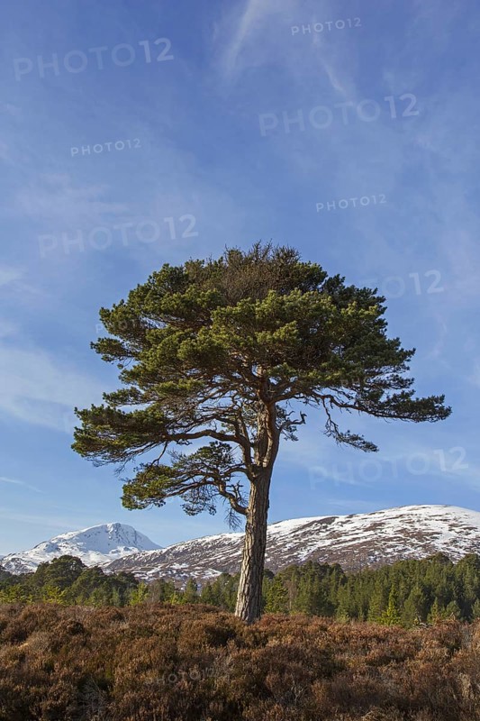 Solitary native Scots pine