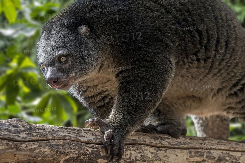 Sulawesi bear cuscus