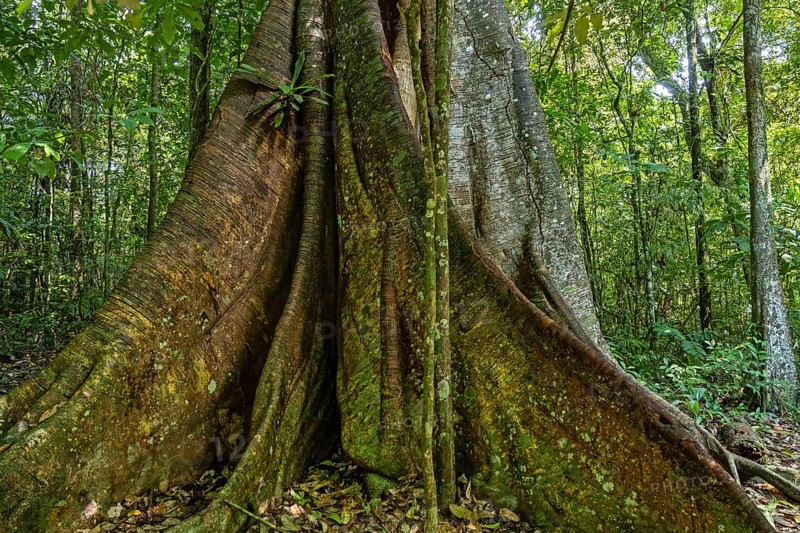 Buttress roots of telephone tree in tropical rainforest