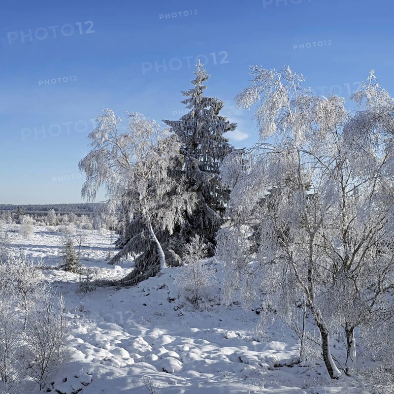 Norway spruce