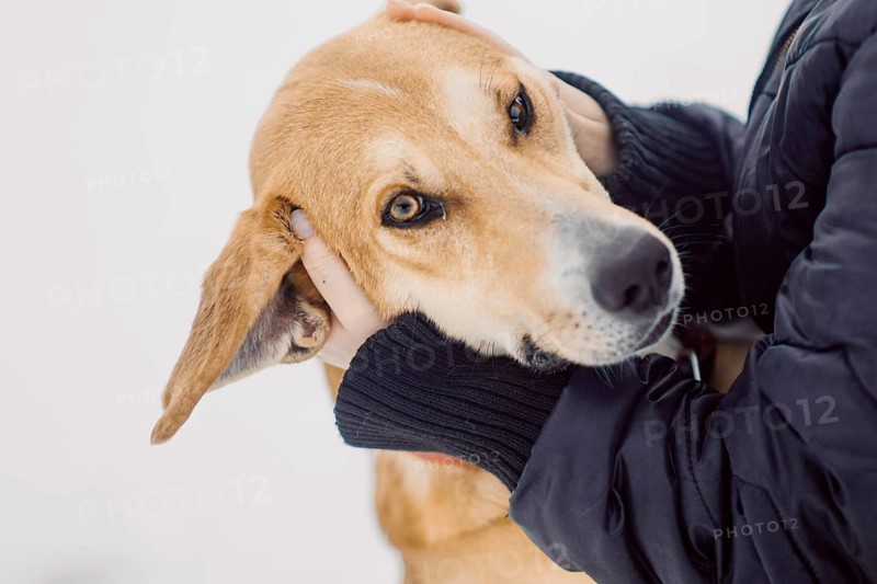 Homeless red dog happily hugs his new owner in a shelter for stray dogs