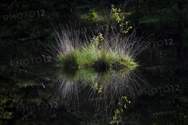 Tussock of purple moor grass