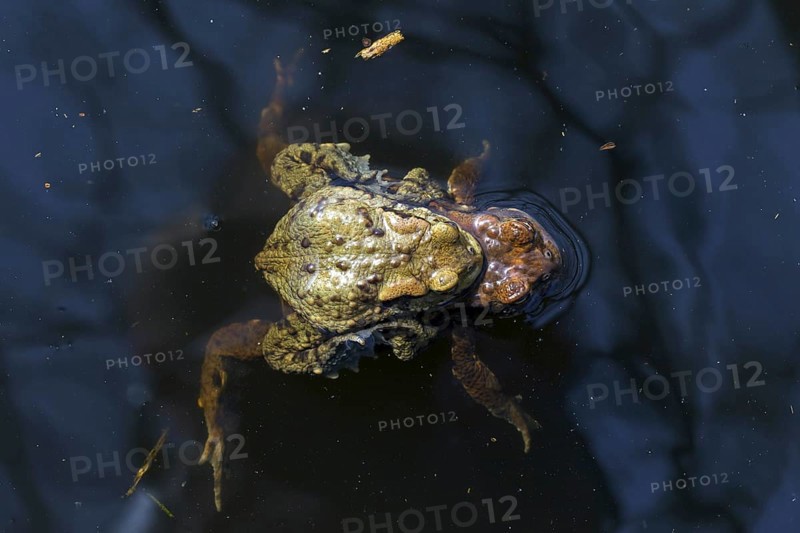 Common toad