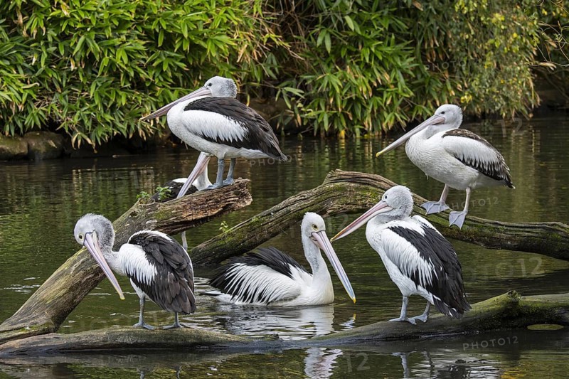 Australian pelicans