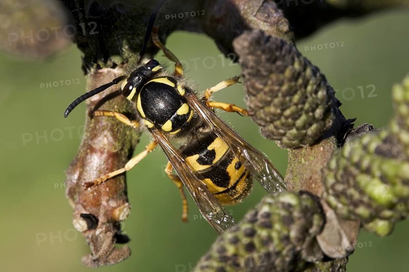 German wasp