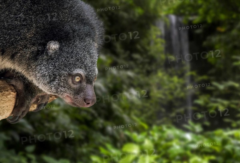 Sulawesi bear cuscus