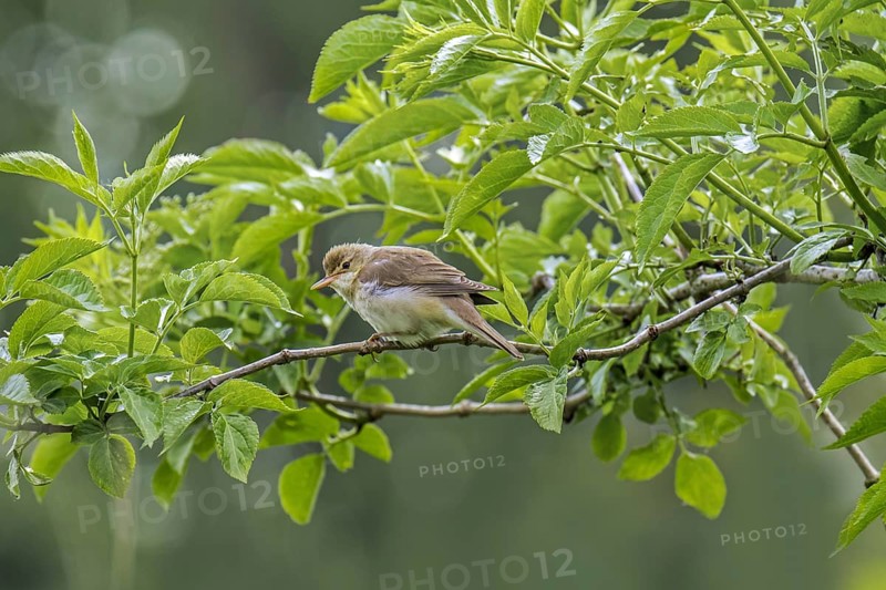 Marsh warbler