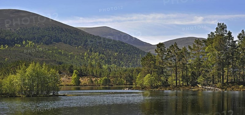 Scots pine
