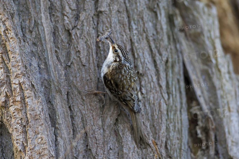 Eurasian treecreeper