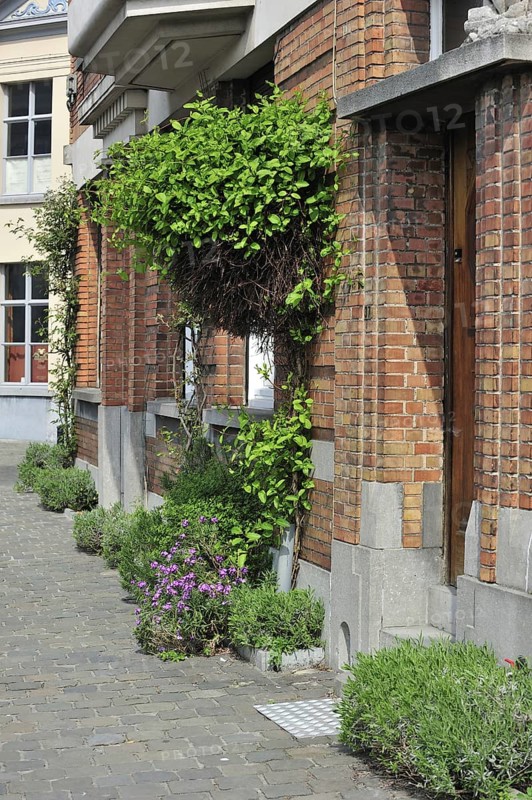 Clilmbing plant and flowers decorating house front