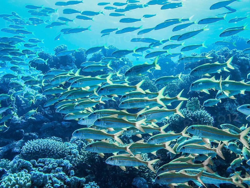 Shoal of yellow snapper fish