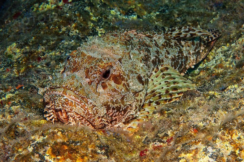 Red scorpionfish