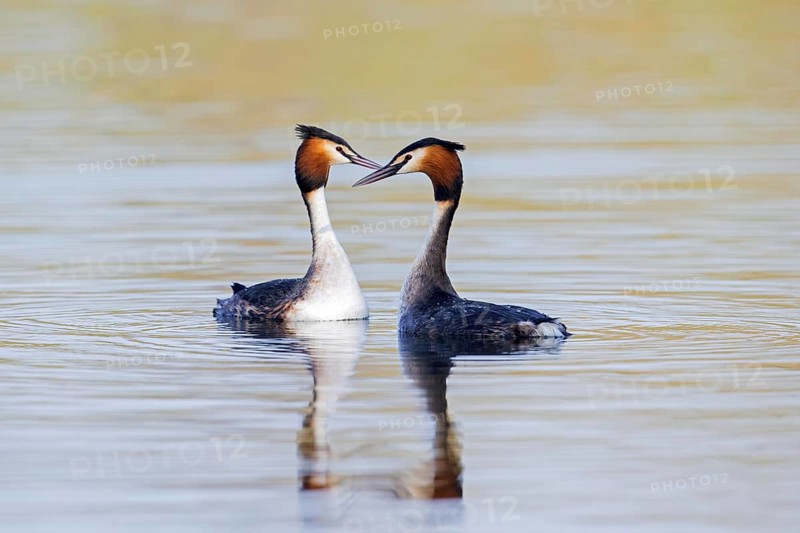 Great crested grebe