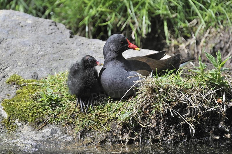 Common Moorhen