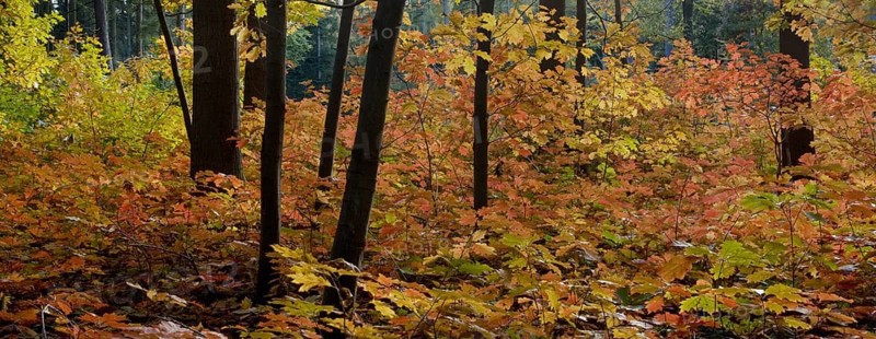 Northern red oak