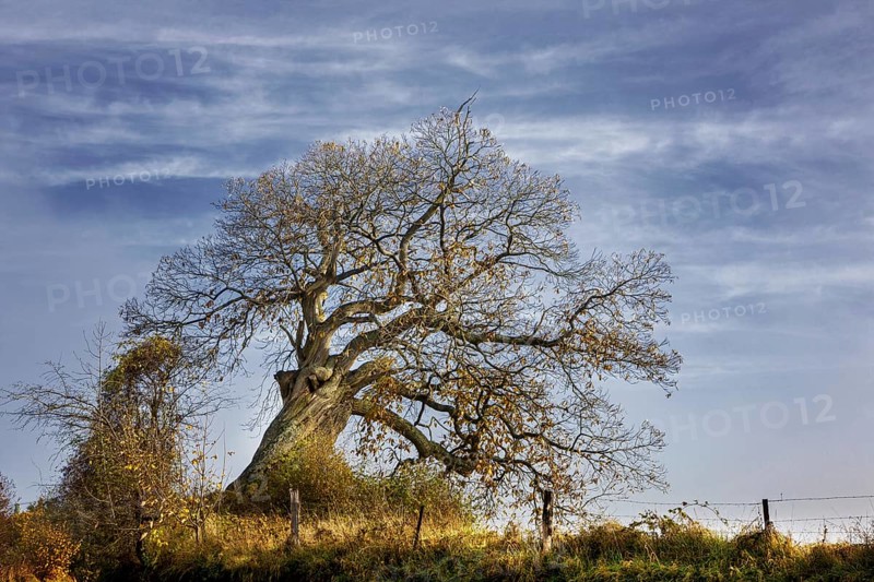 Old willow tree showing bare branches in autumn at Lince in the Belgian Ardennes