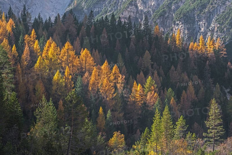 European larch