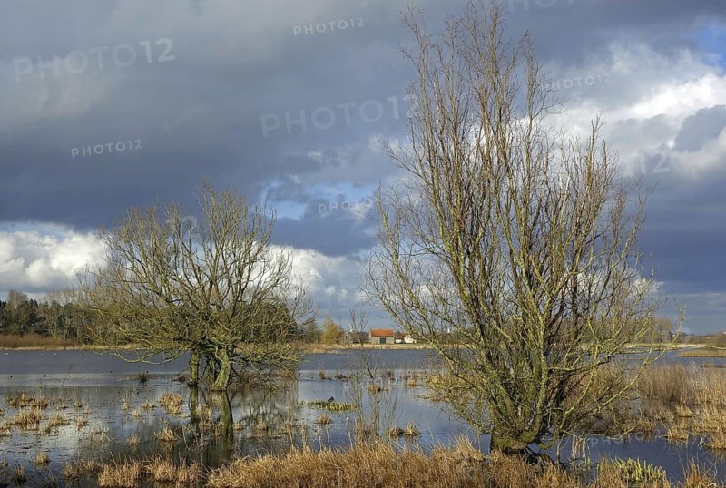 Willow trees in flooded meadow in the Belgian nature reserve Bourgoyen Ossemeersen