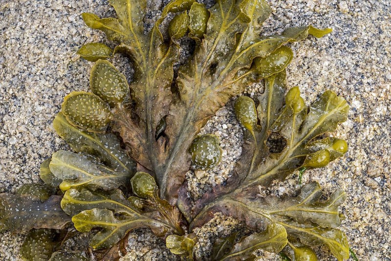 Spiral wrack