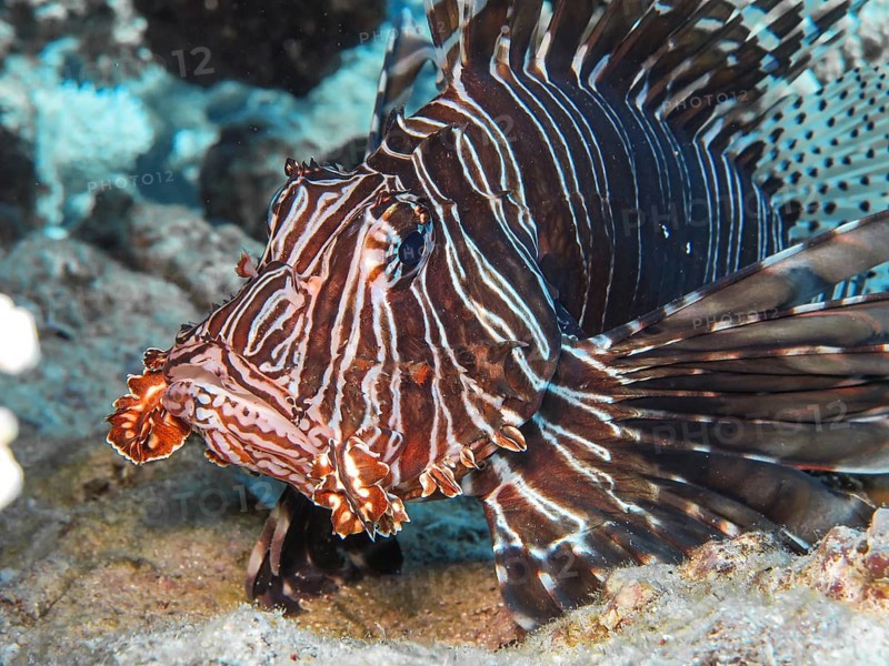 Pacific red lionfish