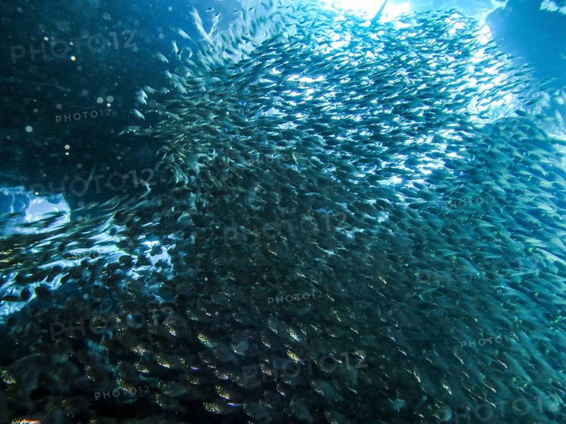 School of pigmy sweepers