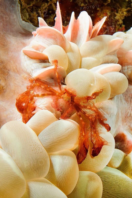 Orangutan crab