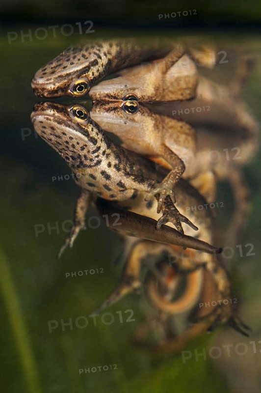 Smooth newts