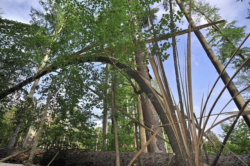 Storm damage in woodland showing snapped trees after hurricane passage