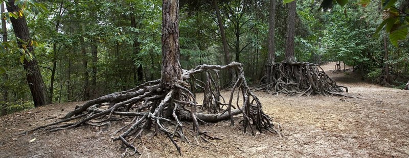 Exposed roots of pine trees due to soil erosion in forest at Kasterlee