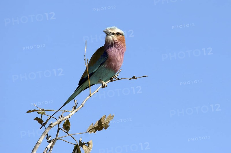 Lilac-breasted roller