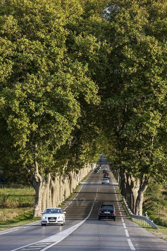Plane trees