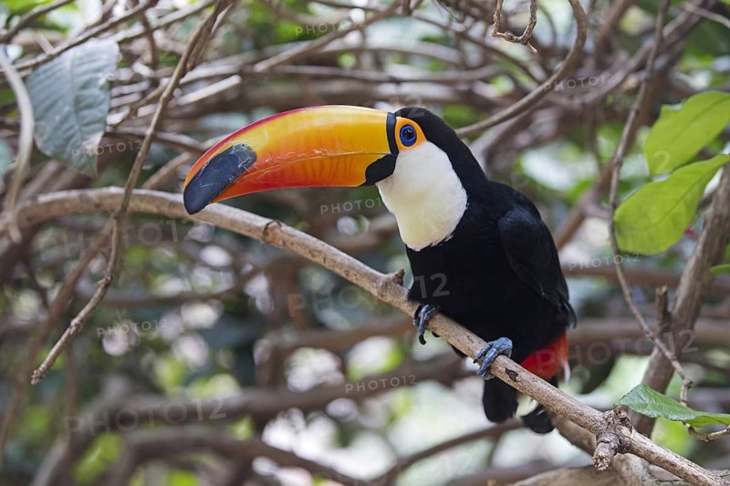 Toco toucan
