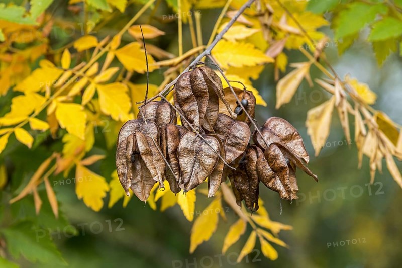 Seed pods and leaves of goldenrain tree