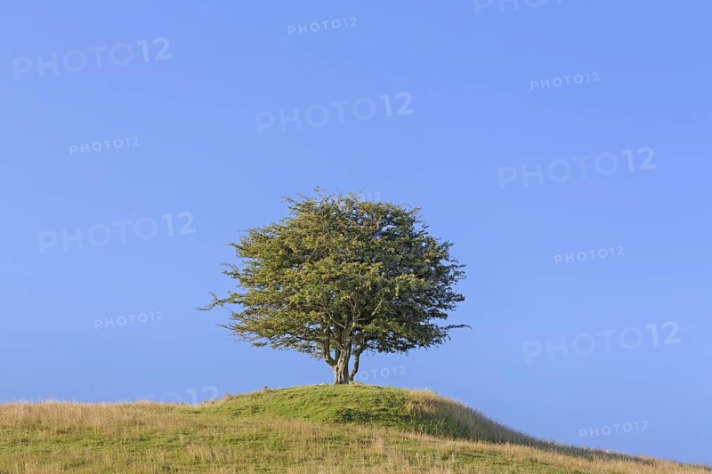 Solitary common hawthorn