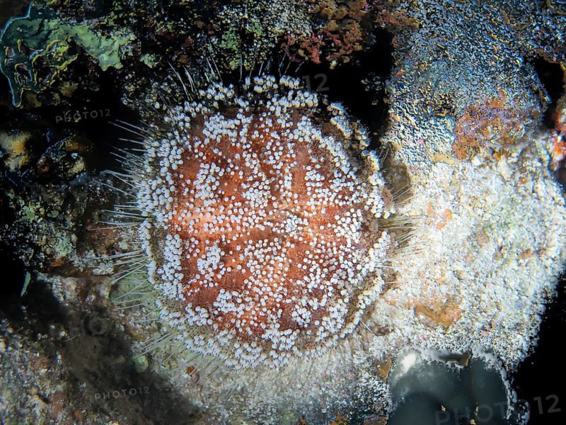 Red Sea fire urchin