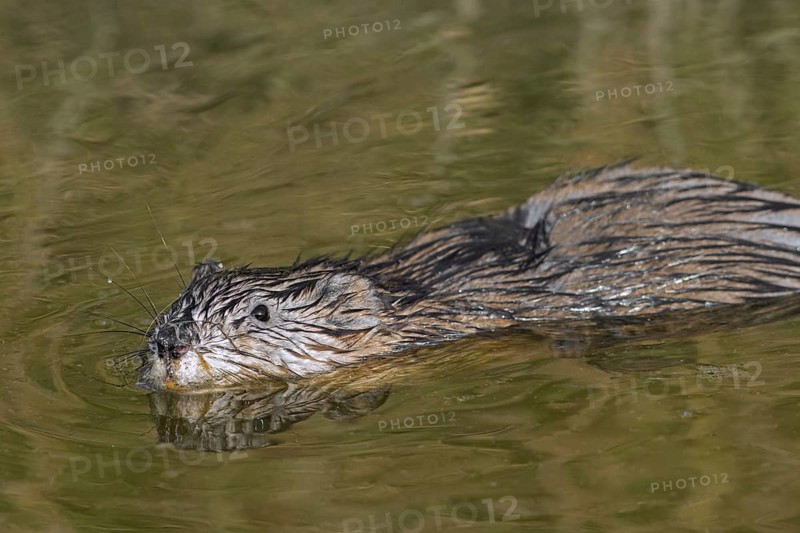 Muskrat